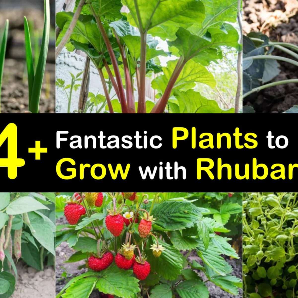Image of Rhubarb and nasturtiums companion plant