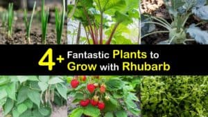 Companion Planting Rhubarb titleimg1