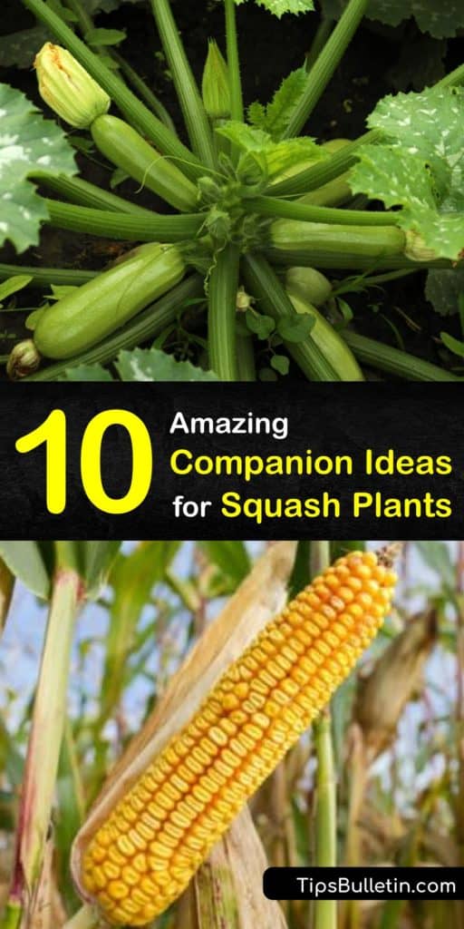 Discover why the Native Americans were so successful in gardening through companion planting to benefit all their crops. Follow our guide to find suggestions for using borage, oregano, and marigolds to help grow your squash plants. #squash #plants #companion #gardening