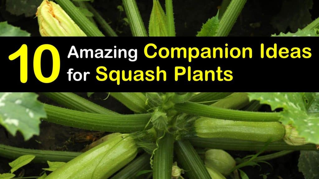 Companion Planting Squash titleimg1