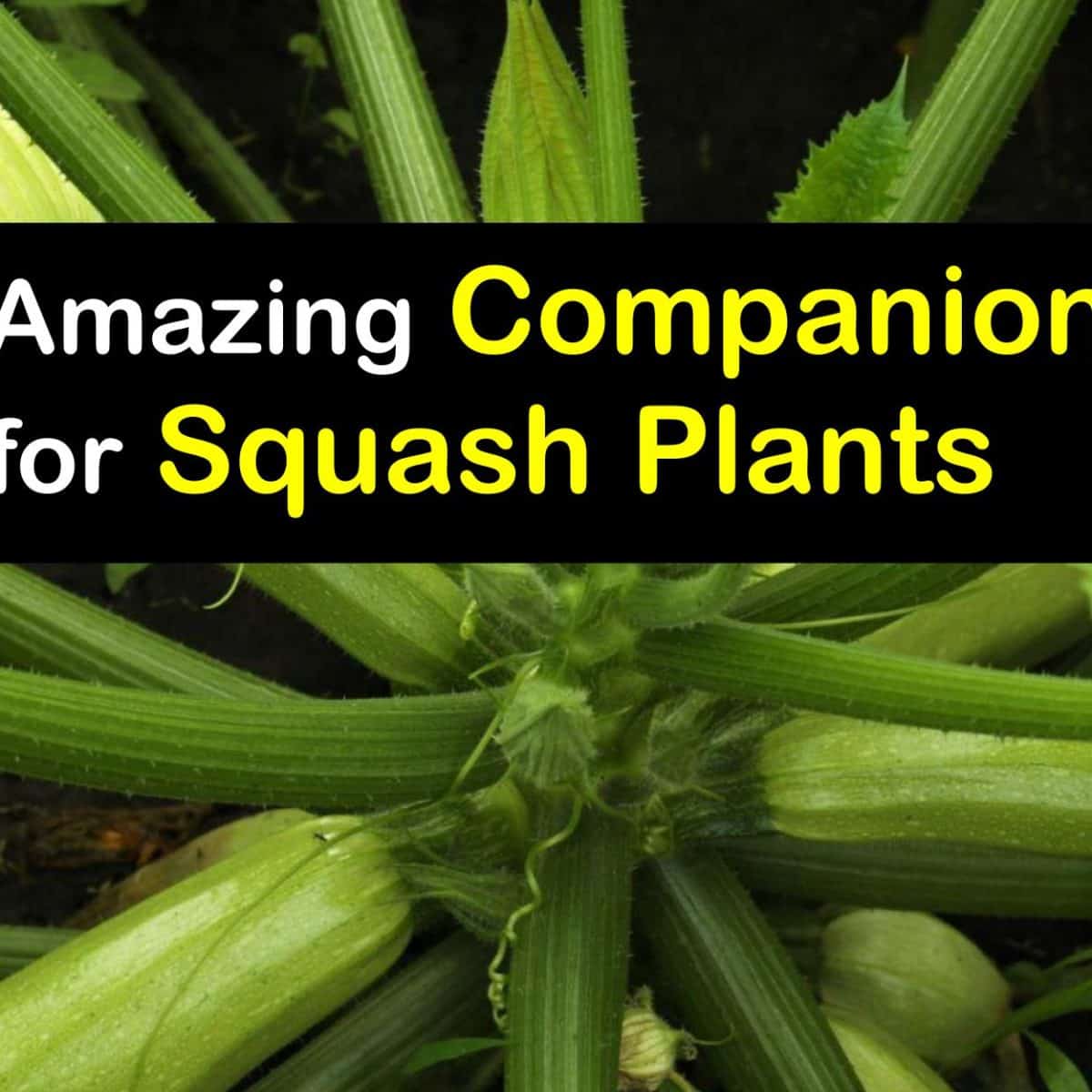 Image of Butternut squash and radishes companion planting