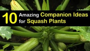 Companion Planting Squash titleimg1