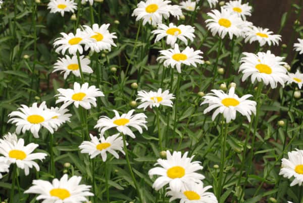 Bring termite predators to your yard by growing daisies.