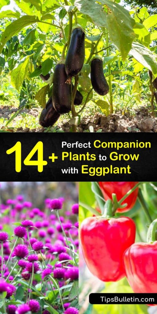 Discover the power of companion planting while growing eggplant. Find out why pepper plants and bean plants do so well around eggplants and how to keep pests like flea beetles at bay while bringing beneficial insects to the garden. #eggplant #companion #planting #gardening