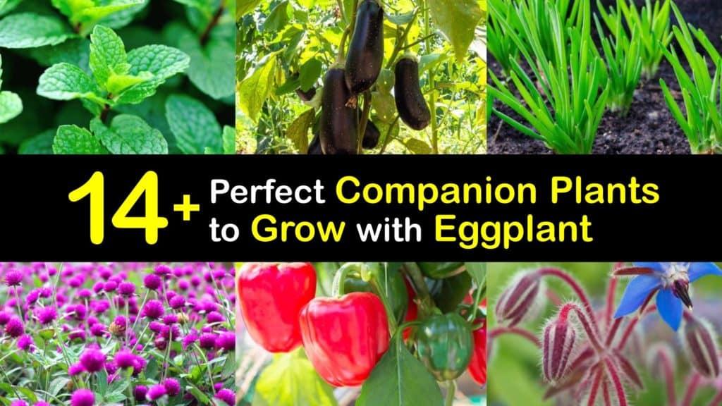 Eggplant Companion Planting titleimg1