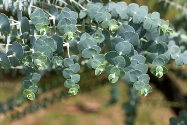 Eucalyptus is a fast-growing plant.