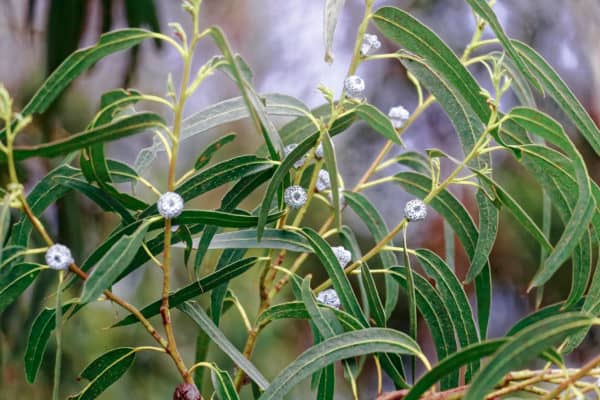 While attractive, eucalyptus is toxic to people and pets.