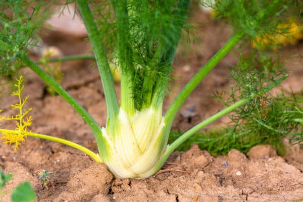 Since it can be difficult to find fennel in the store, growing your own is a great idea.