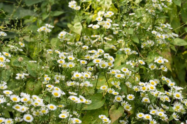 The fleabane daisy is popular with pollinators.