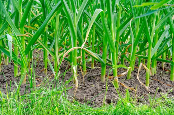 Growing garlic has become a popular way to control pests like termites.