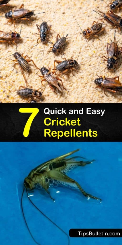 Like a bed bug issue, spider crickets, house crickets, cave crickets, and grasshoppers need urgent pest control. Get rid of a spider cricket or house cricket infestation and stop cricket noise naturally with diatomaceous earth, neem oil, and more. #homemade #cricket #repellent