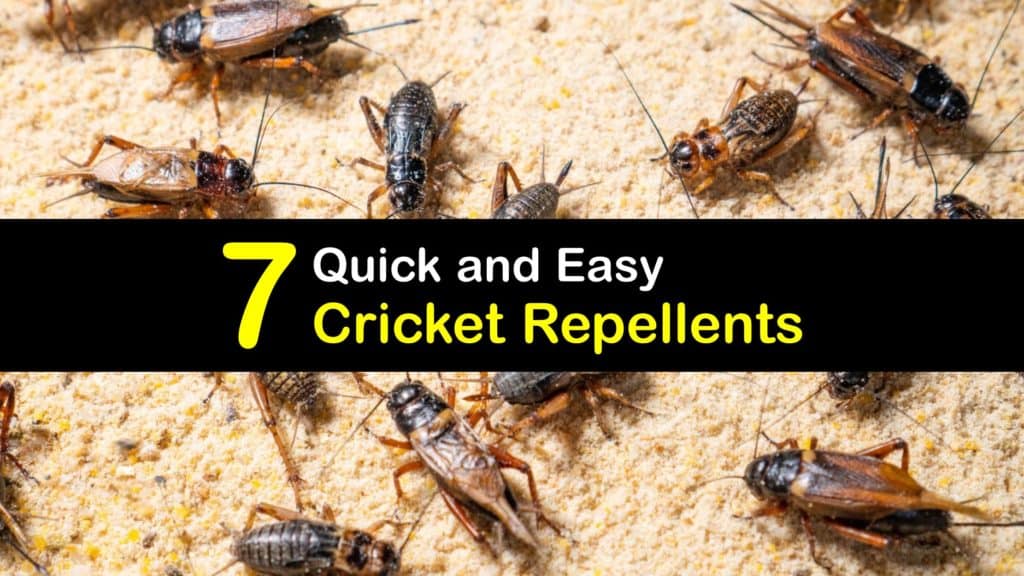 Homemade Cricket Repellent titleimg1