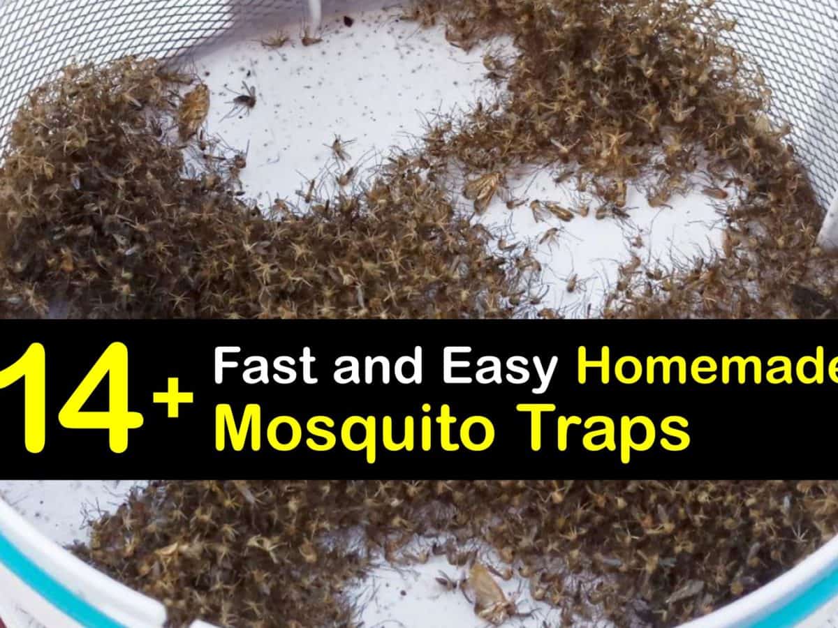 DIY Mosquito Traps Control Home Mosquito Populations