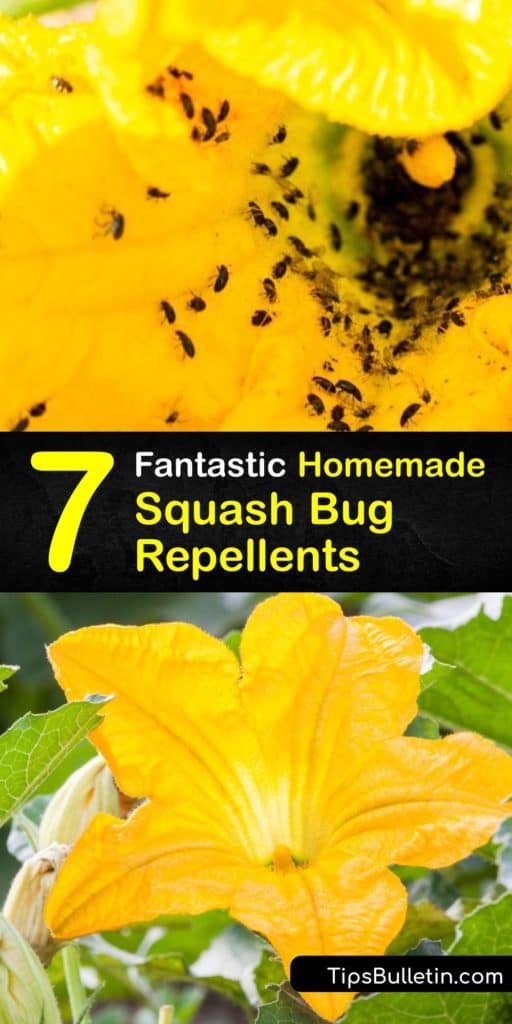 Discover how to repel squash bugs from your squash plant by making homemade bug repellents with Neem oil, dish soap, and diatomaceous earth. Unlike beneficial insects, squash bugs, stink bugs, and the cucumber beetle cause destruction to your plants. #homemade #squash #bug #repellent #spray
