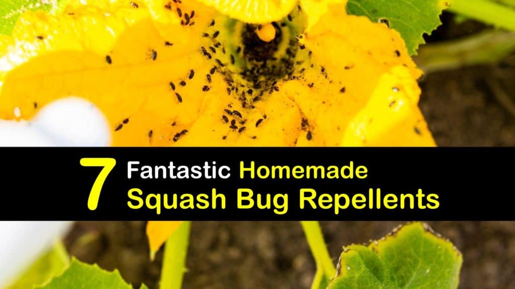 Homemade Squash Bug Repellent titleimg1