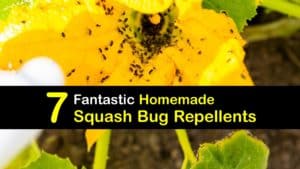 Homemade Squash Bug Repellent titleimg1