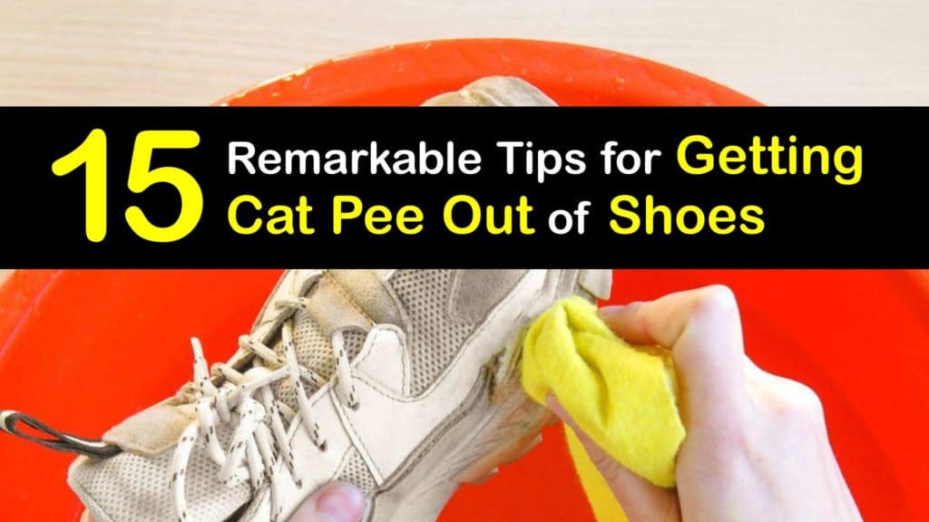 How to Get Cat Pee Out of Shoes titleimg1