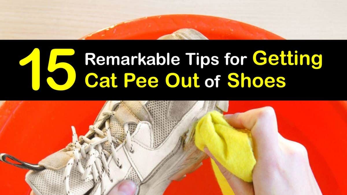 Cat Pee On Your Shoes Quick Tricks For Removing Cat Urine From Shoes cat-pee-on-your-shoes-quick-tricks-for-removing-cat-urine-from-shoes