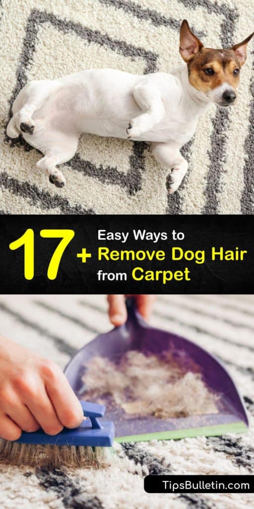 Are you struggling with dog hair removal or pet hair removal of any kind? If you’re curious about how you can use household items like a rubber glove, baking soda, or fabric softener in the fight against loose hair, this article is definitely for you. #remove #pet #hair #carpet