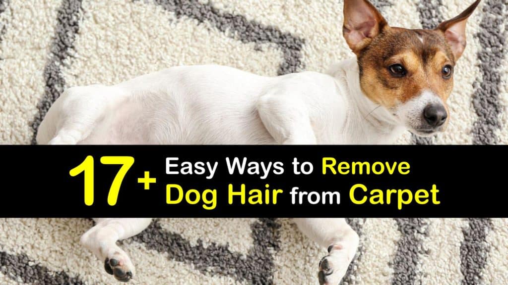 How to Get Dog Hair Out of Carpet titleimg1