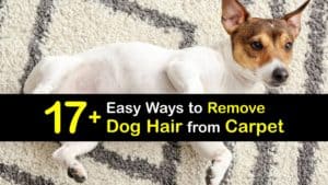 How to Get Dog Hair Out of Carpet titleimg1