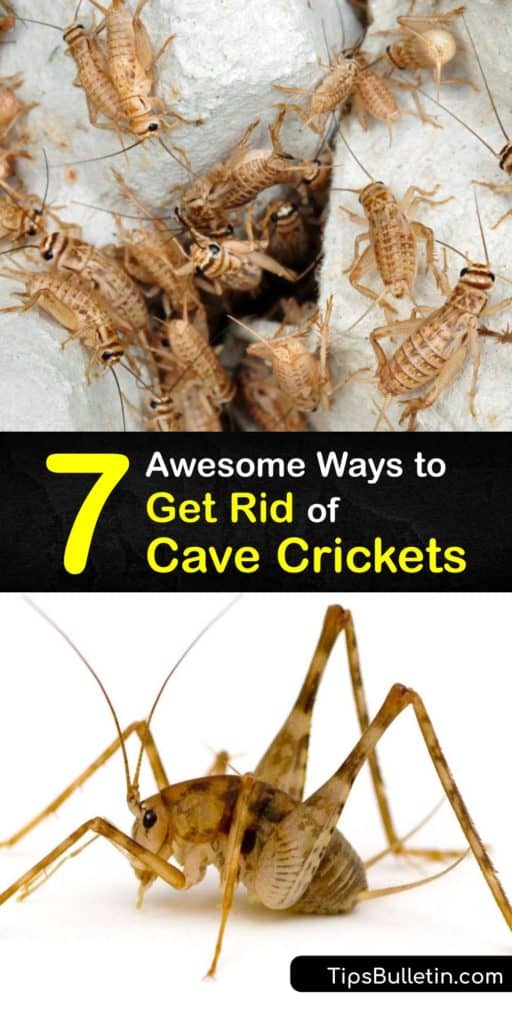 Have you checked your crawl space for house crickets? Discover how to stop a camel cricket infestation or keep mole crickets and field crickets outside where they belong. These tips are proven against any cricket and also keep the environment in mind. #exterminate #crickets #cave