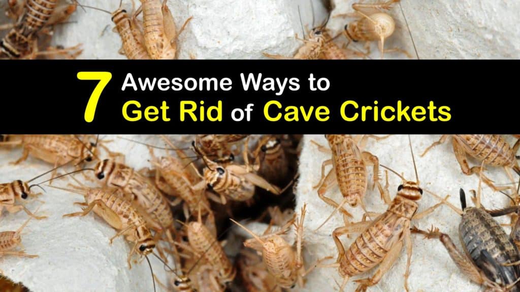 Get Rid Of Cave Crickets Incredible, How Do I Get Rid Of Cave Crickets In My Basement