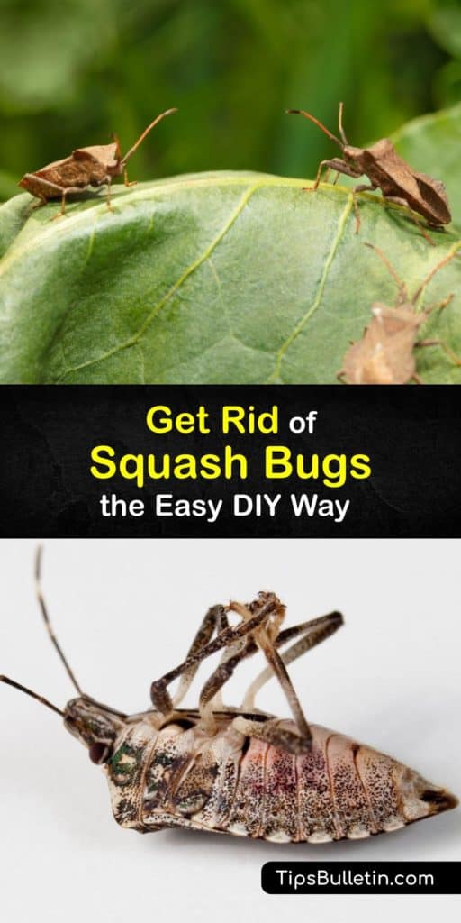 The presence of one adult squash bug in your garden should be cause for concern because one can easily turn into a squash bug infestation. Discover ways to get rid of squash bug eggs and nymphs using neem oil and other natural options #squash #bugs #getridof
