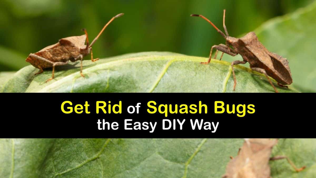Killing Squash Bugs Incredible Tricks for Getting Rid of Squash Bugs