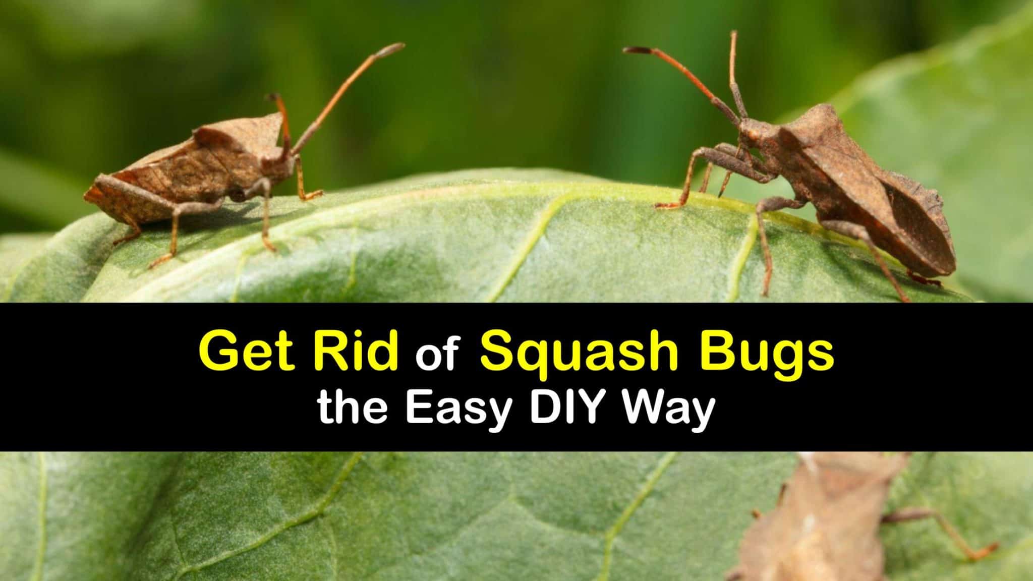 Killing Squash Bugs Incredible Tricks for Getting Rid of Squash Bugs