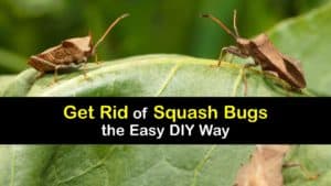 How to Get Rid of Squash Bugs titleimg1