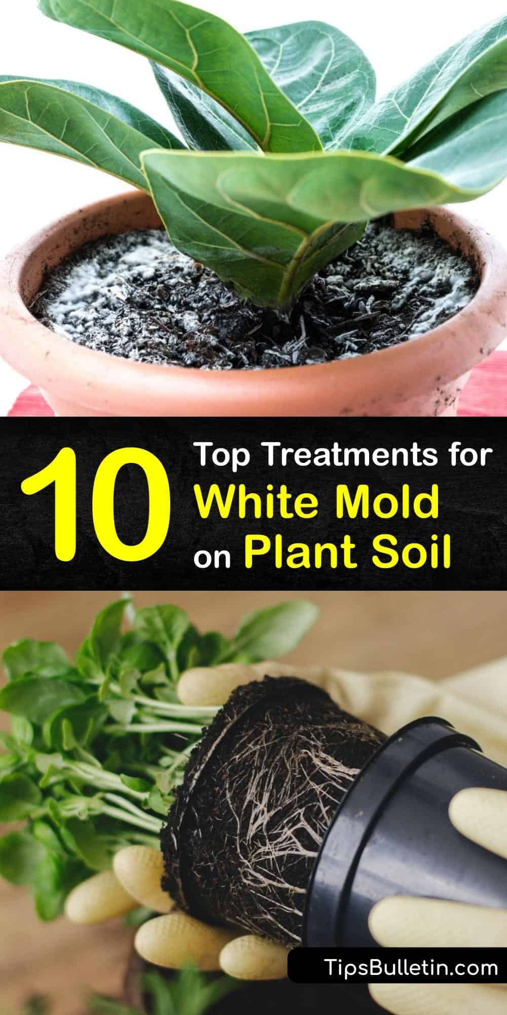 White Mold in the Soil Eliminating White Fungus in Plant Dirt