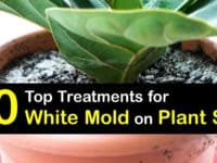 How to Get Rid of White Mold on Plant Soil titleimg1
