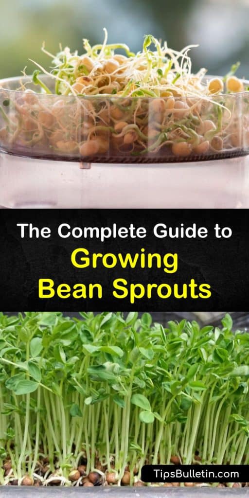 Forget about buying sprouts from the grocery store because once you learn how to grow bean sprouts at home, you'll never buy packaged sprouts again. The process is simple and only requires a cheesecloth, a colander, and your choice of legumes. #growing #bean #sprouts