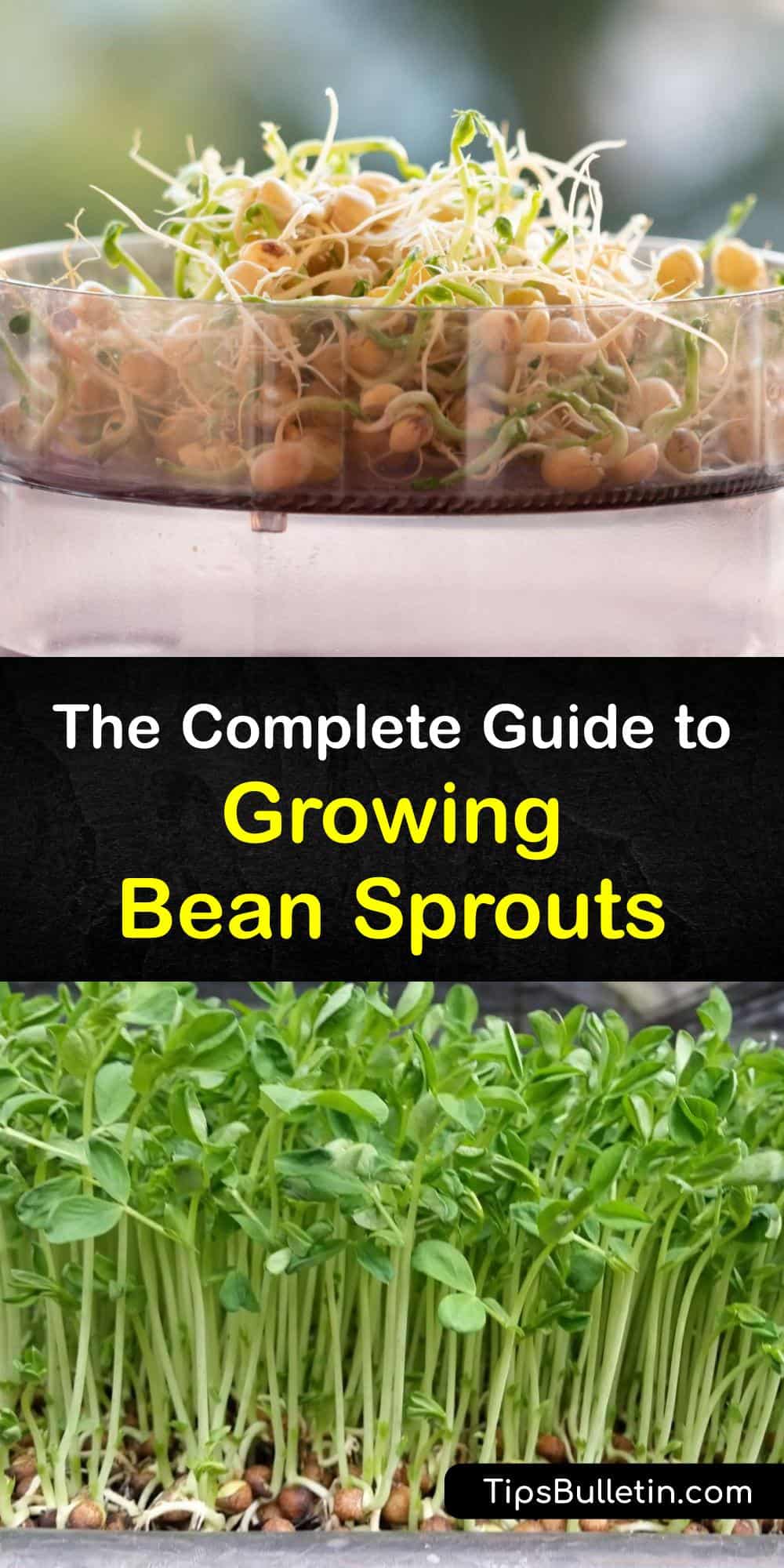Bean Sprout Growing Incredible Tricks for Planting Bean Sprouts