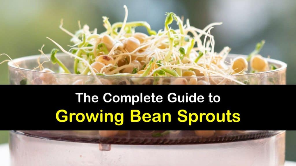 How to Grow Bean Sprouts titleimg1