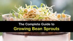 How to Grow Bean Sprouts titleimg1