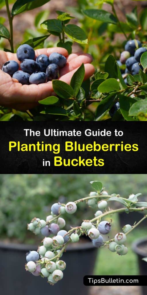 Learn how to grow blueberry plants such as the highbush in a pot in early spring. Growing blueberries requires peat moss, pine bark, a mix intended to fertilize acid loving plants like azaleas, and multiple blueberry plant containers for pollination. #grow #blueberries #pots