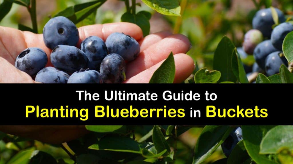 How to Grow Blueberries in a Pot titleimg1