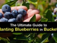 How to Grow Blueberries in a Pot titleimg1