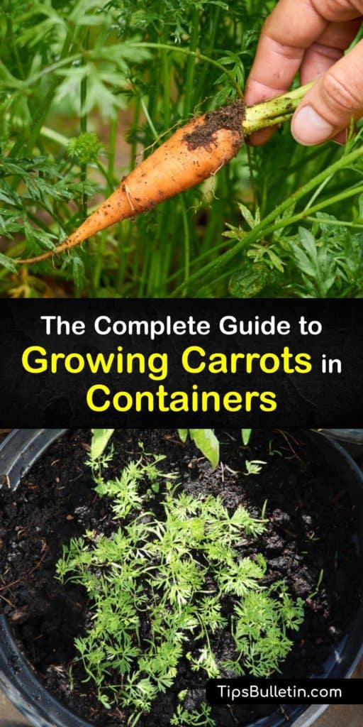 Learn how to grow carrots in a container on a patio or porch. Container gardening is a great way to produce food at home, and Danvers, Chantenay, and other carrot varieties are easy to germinate and grow as long as you plant them in the proper pot. #growing #carrots #container