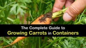 How to Grow Carrots in a Container titleimg1
