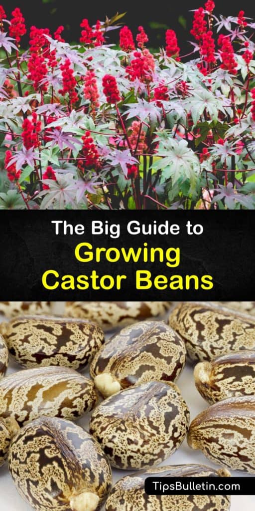 Discover how to grow castor bean plants in full sun and enjoy the large, lush foliage and bright red flower seeds throughout the growing season. However, the castor bean seeds contain ricin, and caution is necessary if you have children and pets. #howto #growing #castor #beans