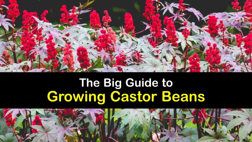 How to Grow Castor Beans titleimg1