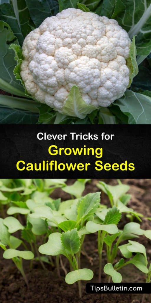 Learn to grow delicious cauliflower heads from cauliflower seeds after transplanting in the garden. Cauliflower is in the Brassica or cabbage family, and produces a tasty crop provided you blanch it, provide full sun and protect from cabbage loopers and aphids. #grow #cauliflower #seed