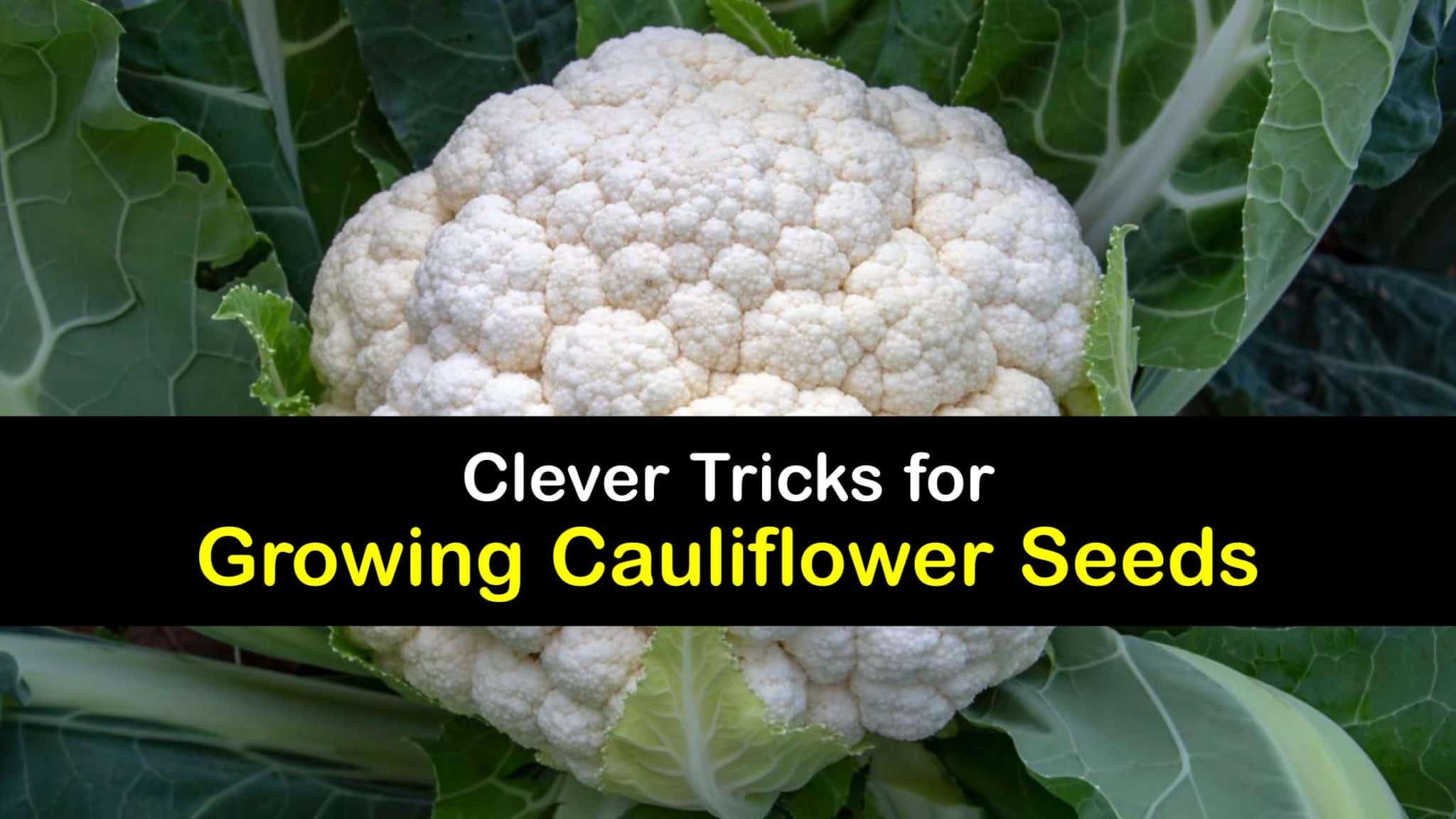 Your Guide to Growing Cauliflower from Seed