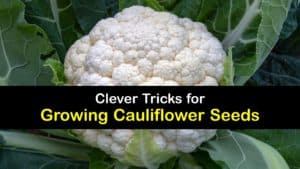 How to Grow Cauliflower from Seed titleimg1