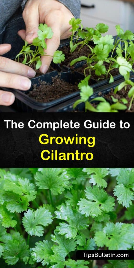 Discover how to grow your own cilantro (Coriandrum sativum) at home and enjoy fresh cilantro in your favorite dishes. Growing cilantro is easy. This herb plant produces cilantro leaves throughout the year and coriander seeds at the end of the season. #howto #growing #cilantro