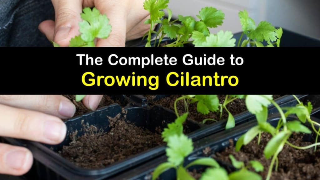 How to Grow Cilantro titleimg1