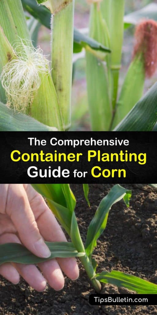 Learn about planting corn and growing sweet corn to enjoy fresh corn at home. Grab a container and soil, plant corn seed of your chosen corn variety and care for your corn plant and corn stalk while it grows delicious ears of corn. #grow #corn #container